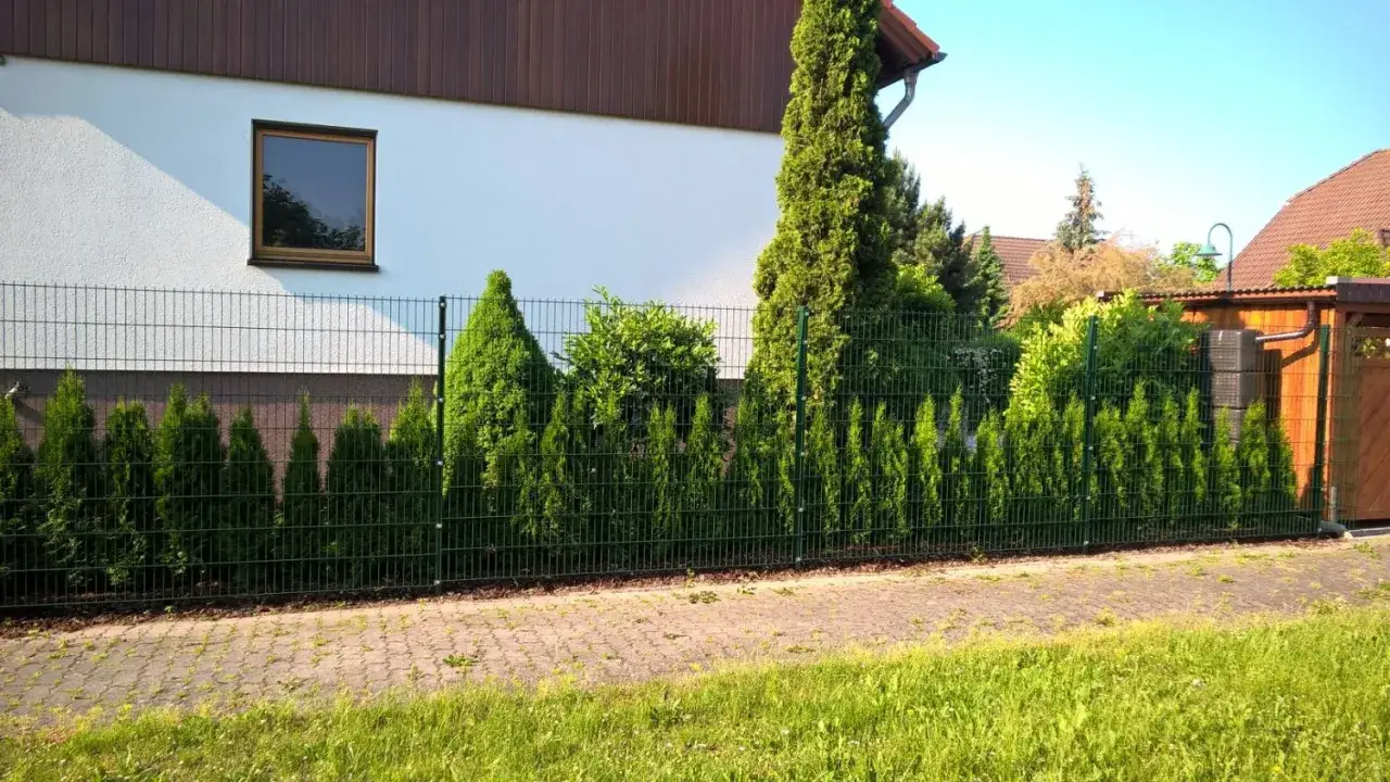 Reihe von Thuja Smaragd im Wachstum, die einen Garten hinter einem Maschendrahtzaun säumen.