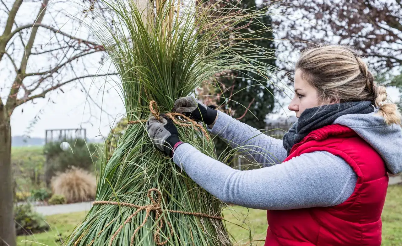 Frau bindet Pampasgras zusammen, um es vor dem Winter zu schützen. Sie schneidet und bündelt die Halme sorgfältig.