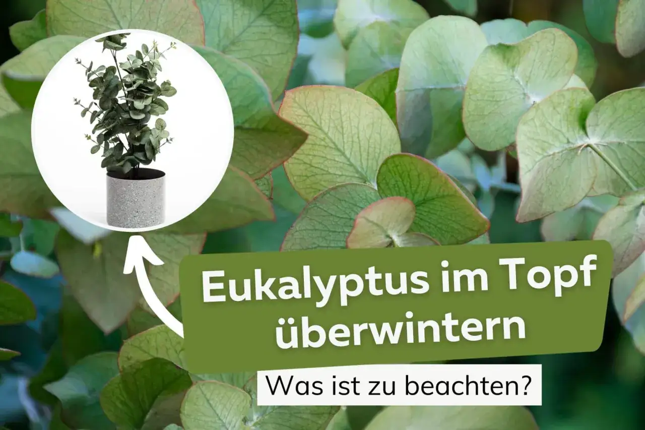 Ein Eukalyptus im Topf, bereit f&uuml;r den Winter. Tipps f&uuml;r den eukalyptus garten.