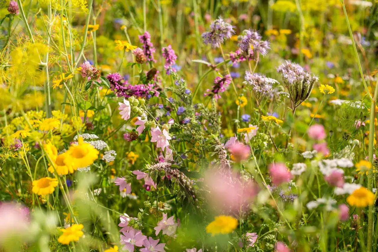 Bunte Blumenwiese im Sommer. Gelbe, rosa und lila Bl&uuml;ten wie Klatschmohn und Kornblumen. Perfekt f&uuml;r die Frage: welche Blumen im Juli pflanzen.