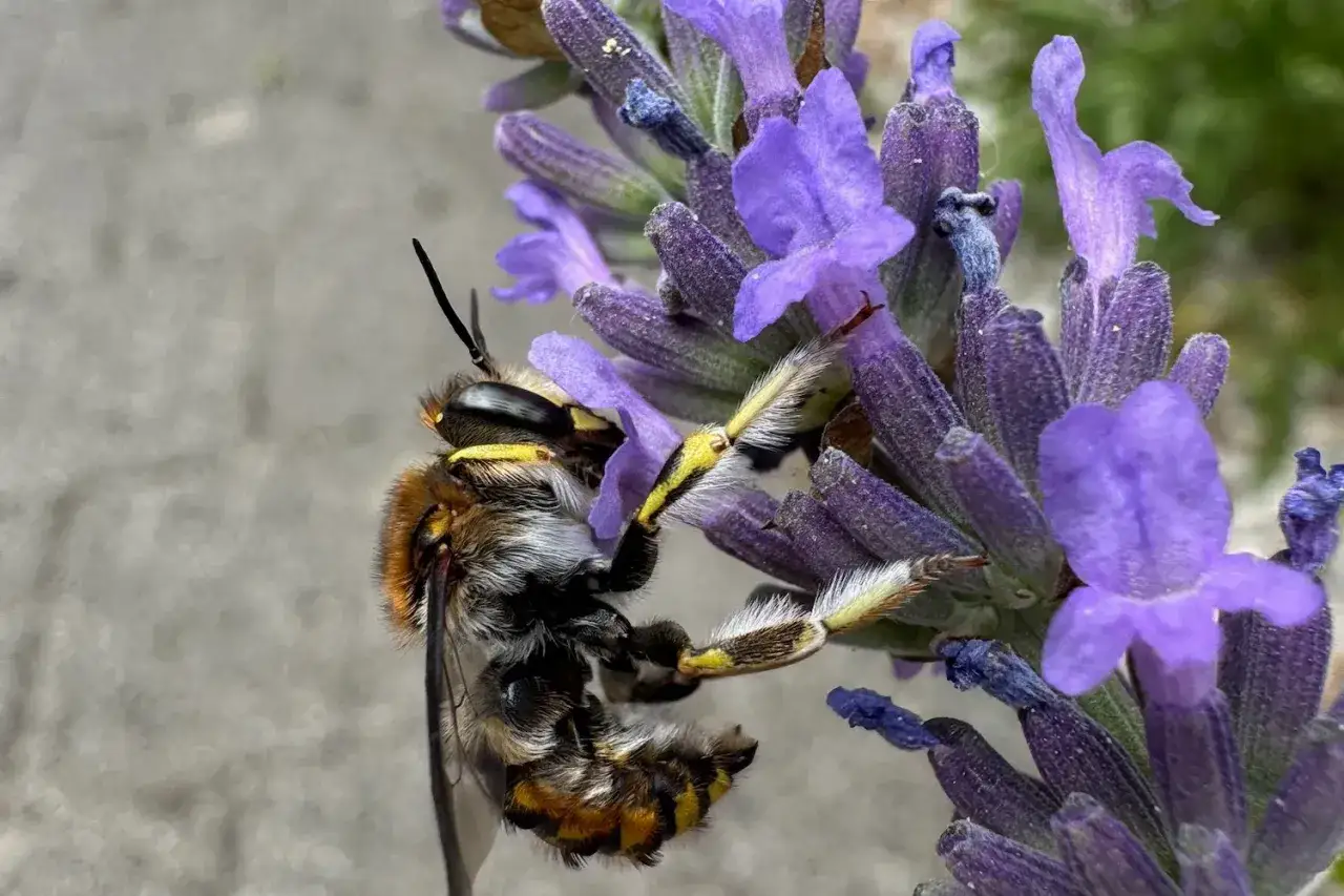 Eine Biene sammelt Nektar am Lavendel. Sie hat pelzige Beine und gelbe Streifen.