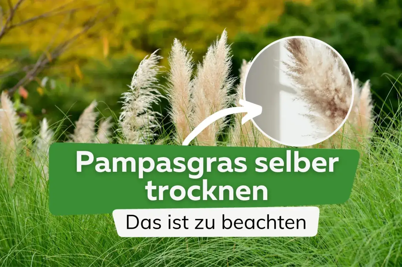 Pampasgras trocknen: So gelingt es. Flauschige Wedel im Detail, bereit f&uuml;r die Dekoration.
