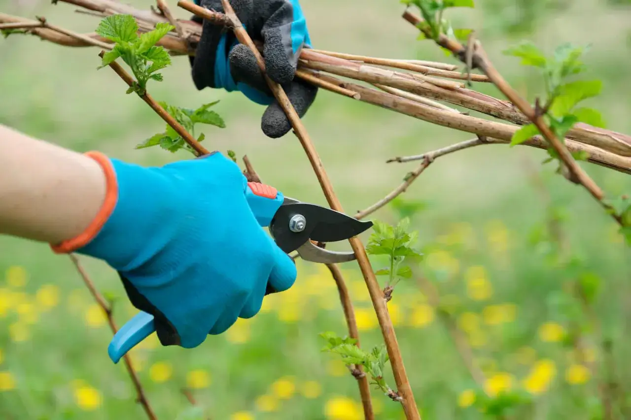 Gartenhandschuhe und Gartenschere im Einsatz: Himbeeren schneiden f&uuml;r besseres Wachstum.