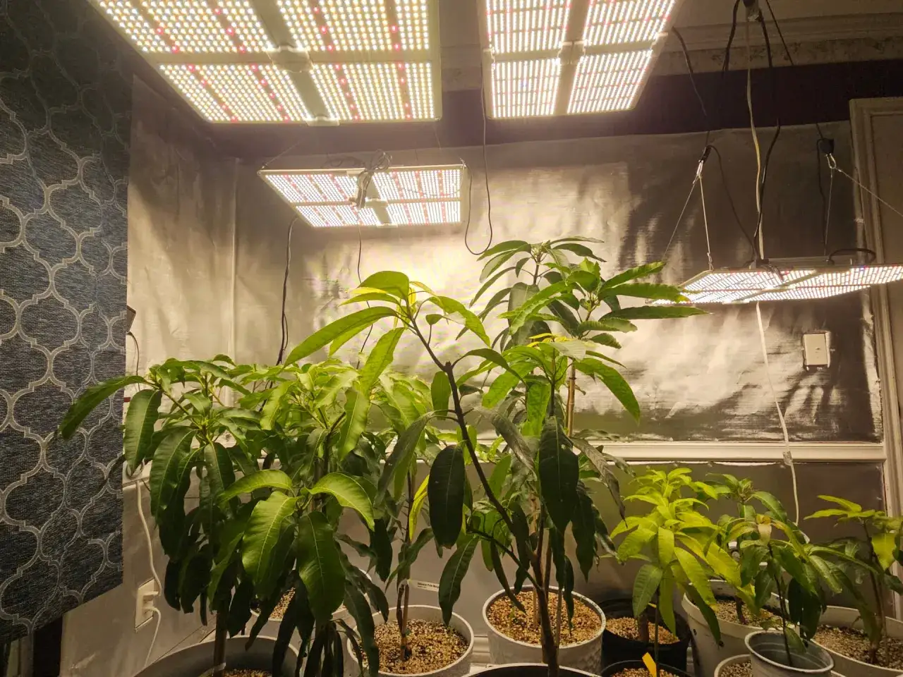 Mehrere junge Mangob&auml;ume wachsen unter LED-Wachstumslichtern. Der Prozess, einen Mangokern einzupflanzen, hat zu diesen gesunden Pflanzen gef&uuml;hrt.