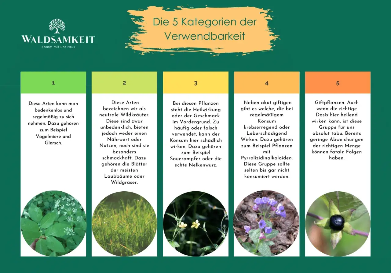 Die 5 Kategorien der Verwendbarkeit von Pflanzen in Deutschland, von essbar bis giftig. Kategorie 5 zeigt giftige Pflanzen, die fatale Folgen haben können.