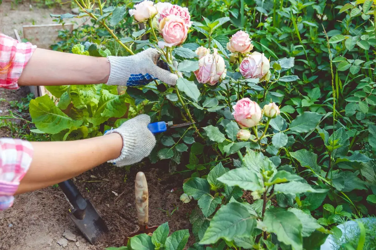 G&auml;rtnerin schneidet mit einer Schere einen Trieb ab, um Rosen zu vermehren. Nebenan w&auml;chst Salat.