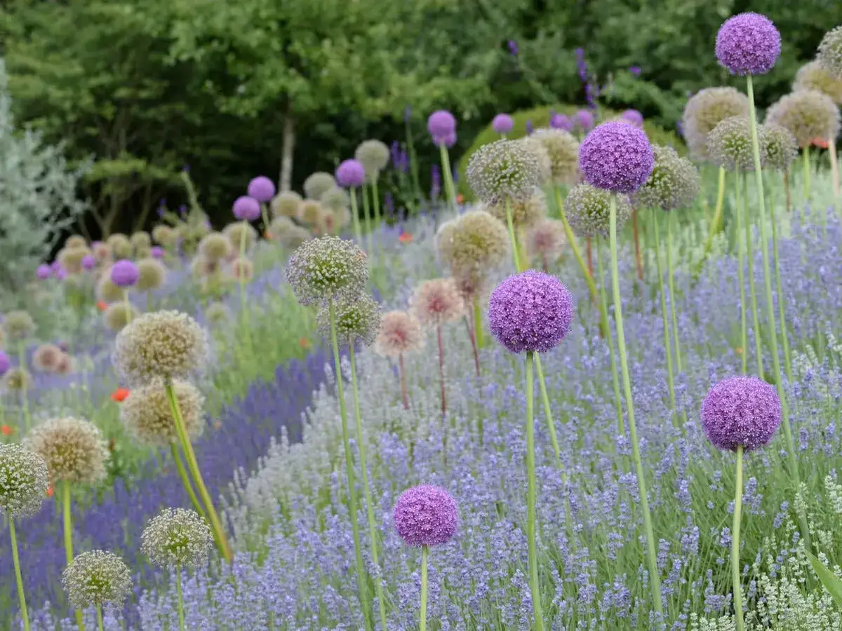Ein Meer aus lila Zwiebelblumen und Lavendel, ideal f&uuml;r sonnige Standorte, die wenig Wasser brauchen.