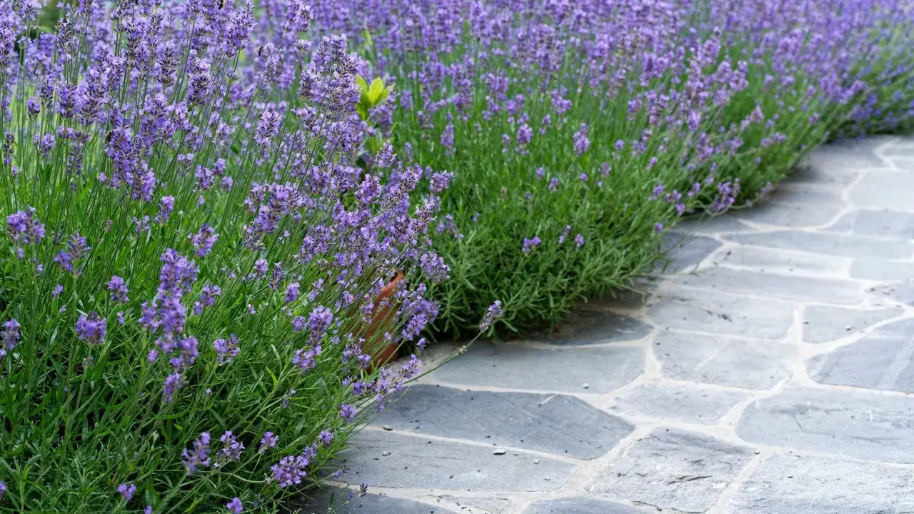 Ein Weg aus Natursteinplatten f&uuml;hrt durch ein &uuml;ppiges Lavendelbeet. Tolle Lavendel Beet Ideen f&uuml;r Ihren Garten.