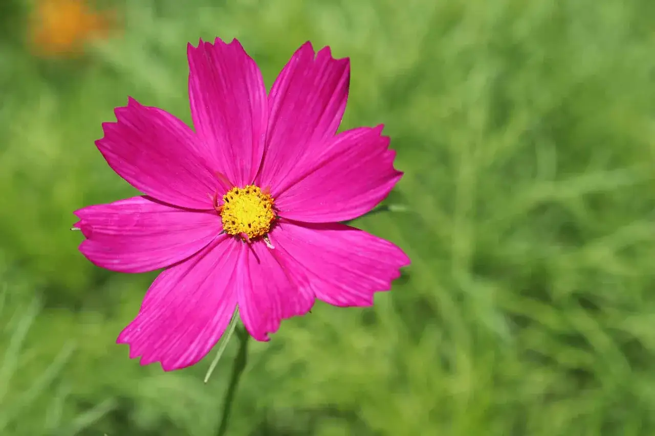 Eine leuchtend pinke Cosmea mit gelber Mitte bl&uuml;ht im gr&uuml;nen Gras. Diese Cosmea ist winterhart und trotzt dem k&uuml;hlen Wetter.