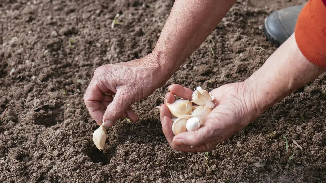 H&auml;nde pflanzen Knoblauchzehen in die Erde. Der richtige Zeitpunkt, wann Knoblauch pflanzen, ist jetzt f&uuml;r eine reiche Ernte.