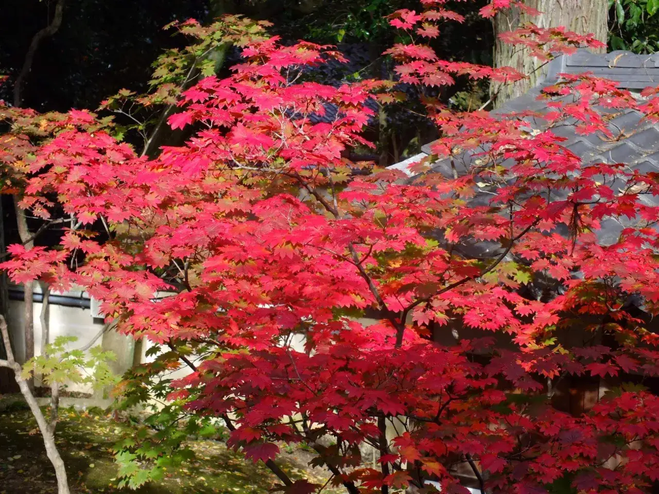 Leuchtend roter japanischer Ahorn im Herbst, ein idealer japanischer Ahorn Standort mit traditionellem Dach im Hintergrund.
