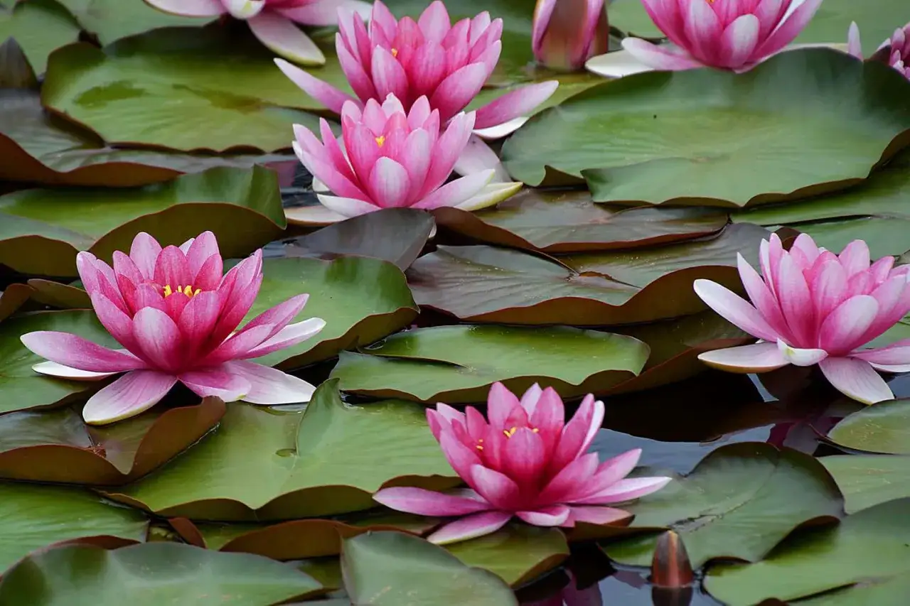 Mehrere pinke Wasserlilien bl&uuml;hen auf einem Teich, umgeben von gro&szlig;en, gr&uuml;nen Seerosenbl&auml;ttern.