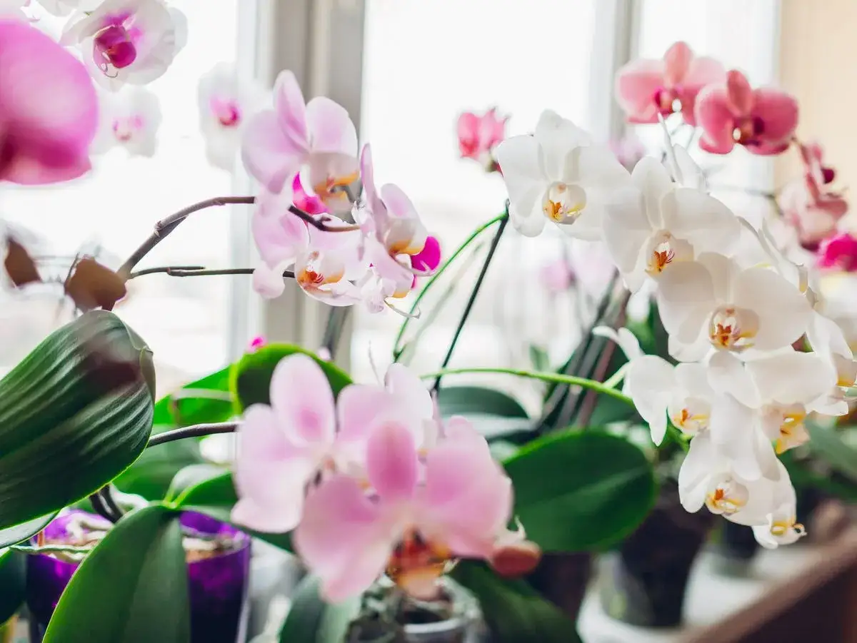 Zarte rosa und weiße Orchideenblüten, die auf eine gute Mimose Pflege hinweisen.