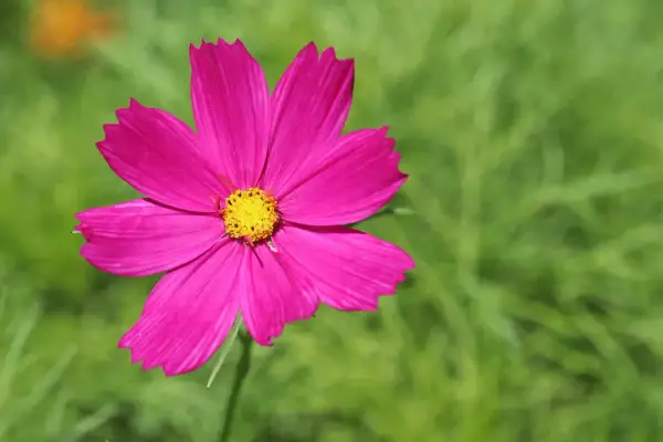 Eine leuchtend pinke Cosmea mit gelber Mitte, die trotz des Namens "cosmea winterhart" im Sommer blüht.