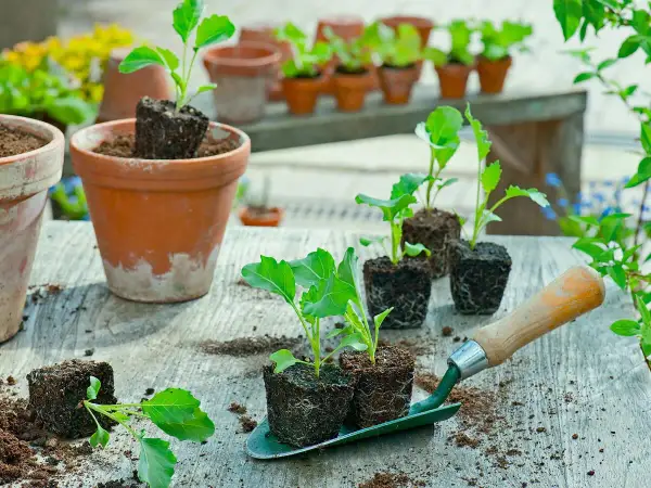 Kohlrabi pflanzen werden auf einer Werkbank vorbereitet. Kleine Setzlinge in Erdklumpen warten darauf, in Töpfe gepflanzt zu werden.