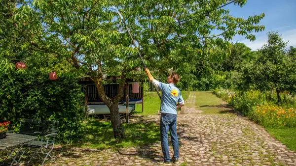 Ein Mann mit Teleskop-Astschere schneidet einen Kirschbaum. Im Hintergrund ein Garten mit Blumen und einem Unterstand.