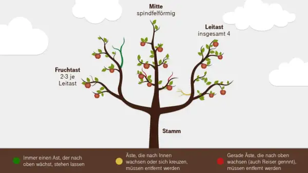 Illustration zeigt, wie man einen birnbaum schneiden sollte. Leit- und Fruchtäste sind markiert.