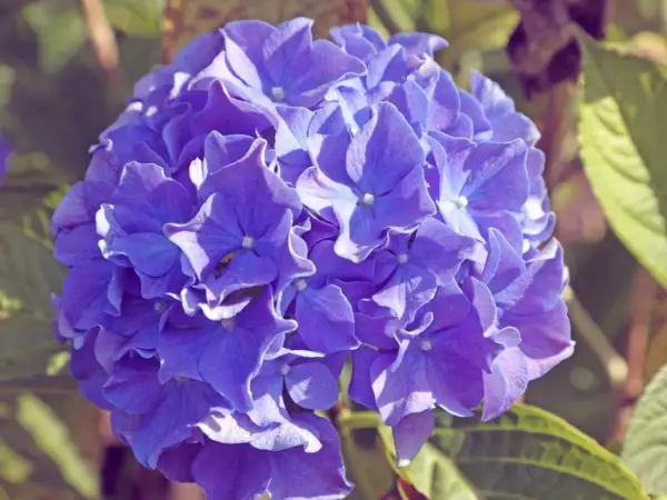Eine blaue Hortensienblüte in Nahaufnahme. Die Blütenblätter sind zart und leicht gewellt. Die Hortensienpflege ist wichtig für diese Schönheit.