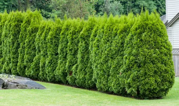 Eine dichte Hecke aus smaragdgrünen Thuja-Bäumen, die ihr schnelles Wachstum zeigt.
