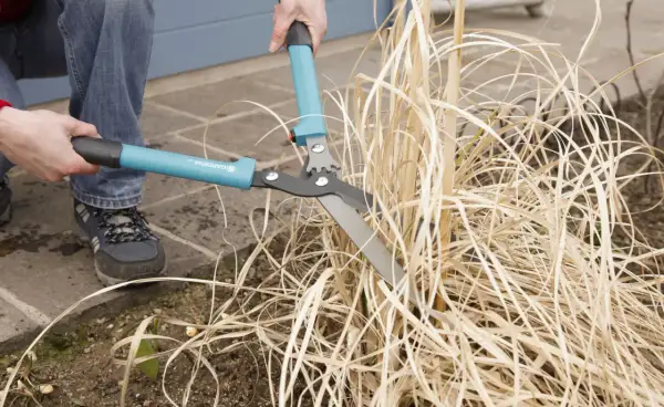 Gartenarbeit: Pampasgras schneiden mit einer Heckenschere. Die braunen Halme werden gekürzt, um Platz für neues Wachstum zu schaffen.