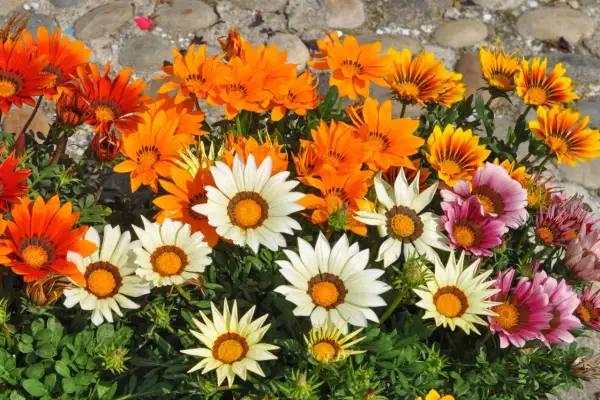 Bunte Gazanien blühen in der Sonne. Diese Blumen vertragen viel Sonne und brauchen wenig Wasser, ideal für sonnige Standorte.