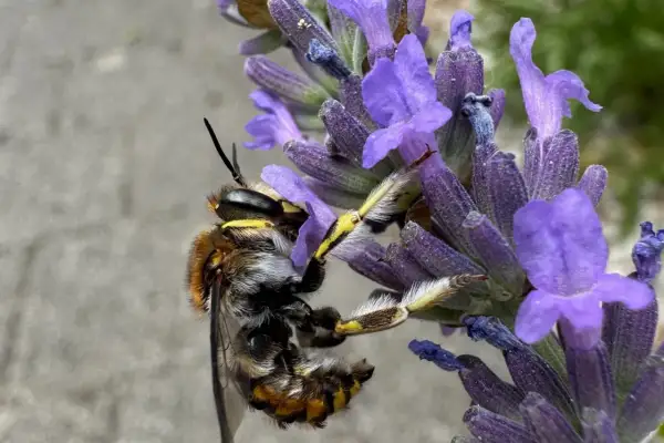 Eine Biene sammelt Nektar am Lavendel. Das Lavendel schneiden ist noch nicht dran, die Natur ist fleißig.