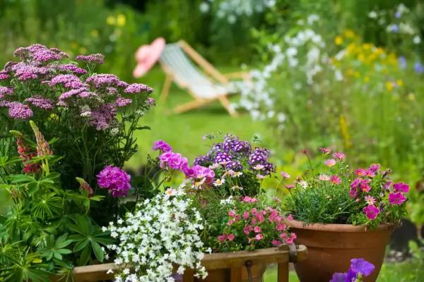 Bunte Blumenpracht im Juli: Schafgarbe, Lupinen, Geranien und Petunien blühen in voller Pracht. Perfekt für alle, die wissen, welche Blumen im Juli pflanzen.