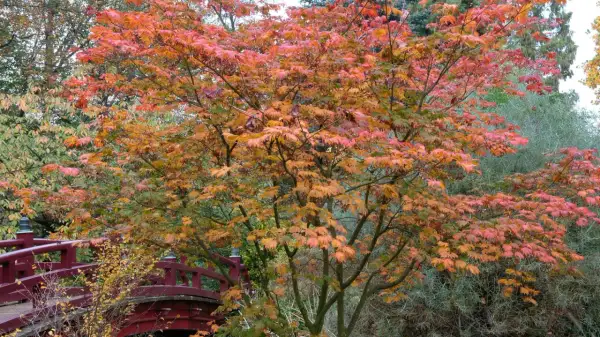 Ein japanischer Ahorn mit leuchtend roten und orangen Blättern steht im Herbst neben einer roten Brücke. Der ideale japanischer Ahorn Standort.