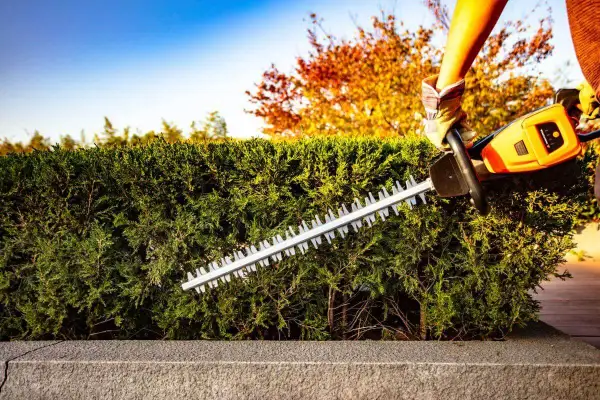 Gartenarbeit im Herbst: Eine Hand mit Handschuh benutzt eine Heckenschere, um die Hecke zu schneiden. Der Himmel ist blau, Bäume im Hintergrund leuchten in warmen Farben.