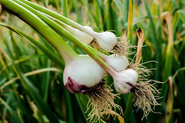 Frisch geernteter Knoblauch mit Wurzeln. Die Frage "wann Knoblauch pflanzen" beschäftigt Gärtner im Herbst.