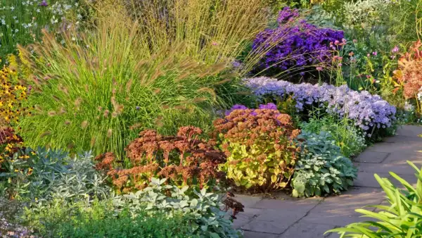 Ein üppig blühender Vorgarten gestalten: Gräser, Sedum und lila Astern ergeben ein harmonisches Bild.