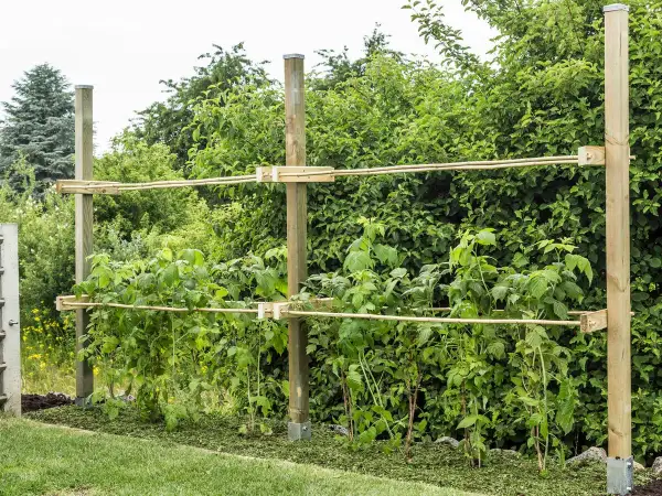 Robuste Rankhilfe für Himbeeren aus Holzpfosten und Bambusstäben, die den Pflanzen Halt gibt und für eine gute Ernte sorgt.